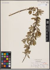 Foto von Salix caprea L. x Salix viminalis L.